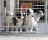 Cani da guardia Frosinone - Cuccioli di pastore dell'Asia centrale da guardia